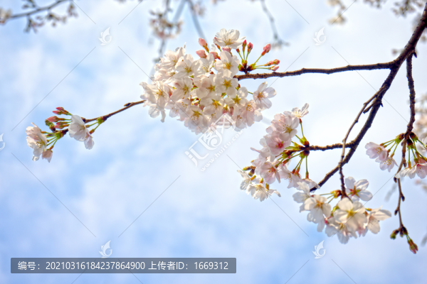 櫻花
