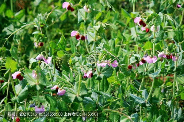 豌豆開花