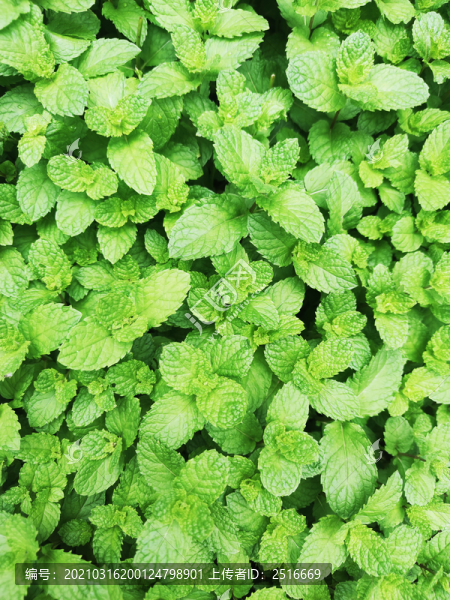 薄荷