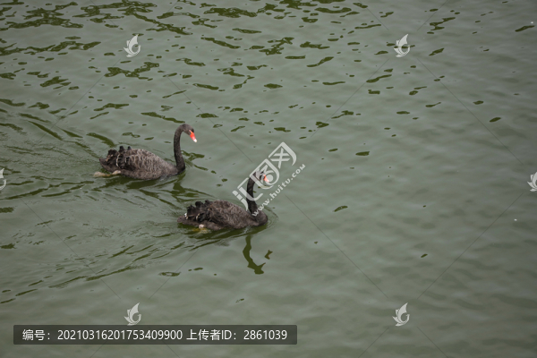 黑天鵝