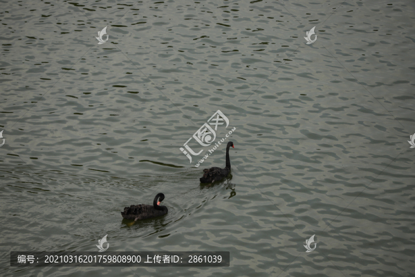 黑天鵝