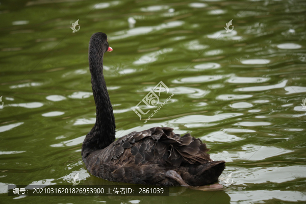 黑天鵝