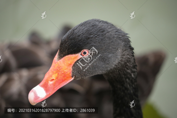 黑天鵝