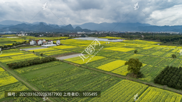 油菜花田
