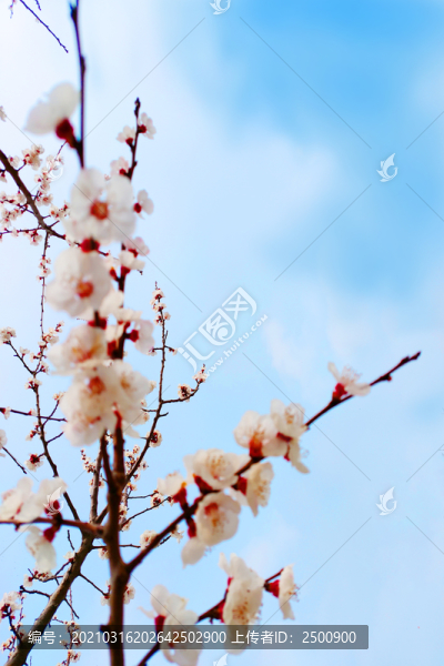 浪漫粉色櫻花