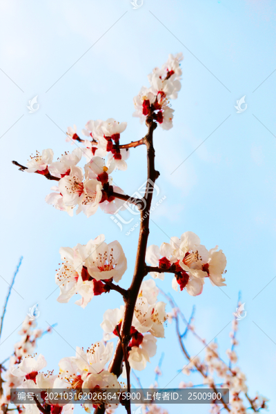 一支粉色浪漫櫻花花卉素材