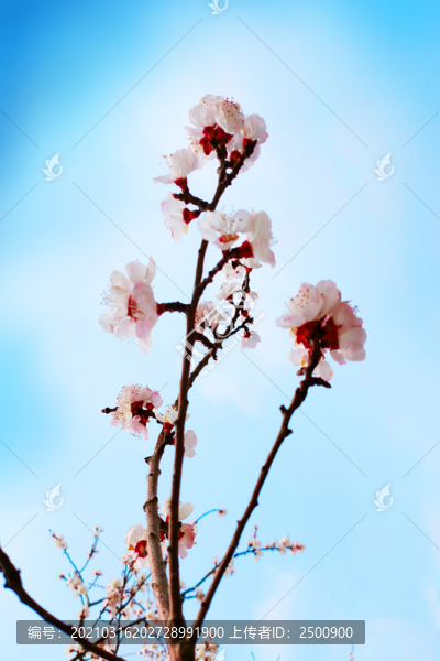 一支春花粉紅櫻花花卉