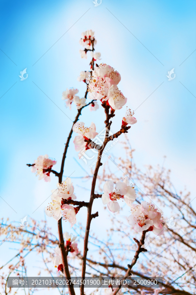 浪漫花朵杏花粉紅花