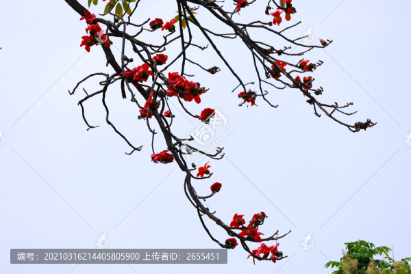 木棉花