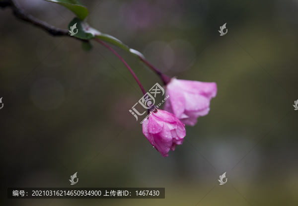 海棠花