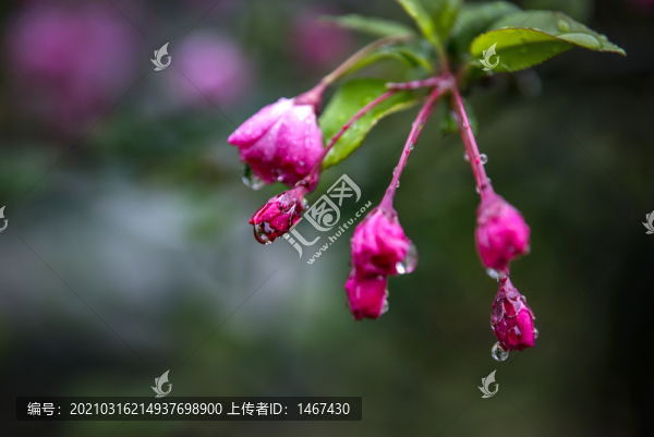 垂絲海棠