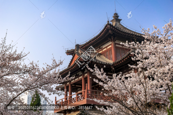 青龍寺盛開(kāi)的櫻花