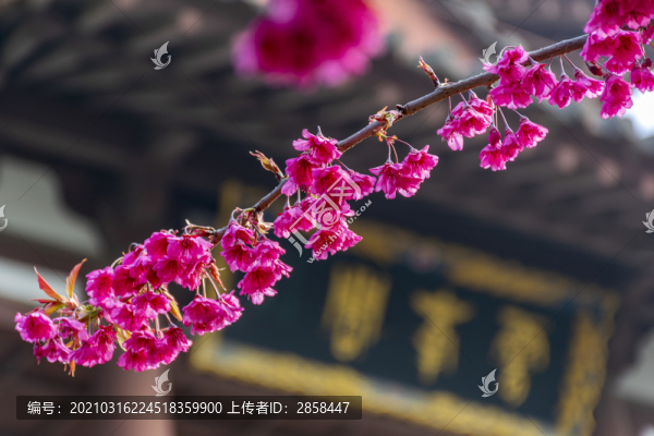 青龍寺初開的櫻花