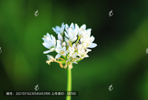 大興安嶺野韭菜