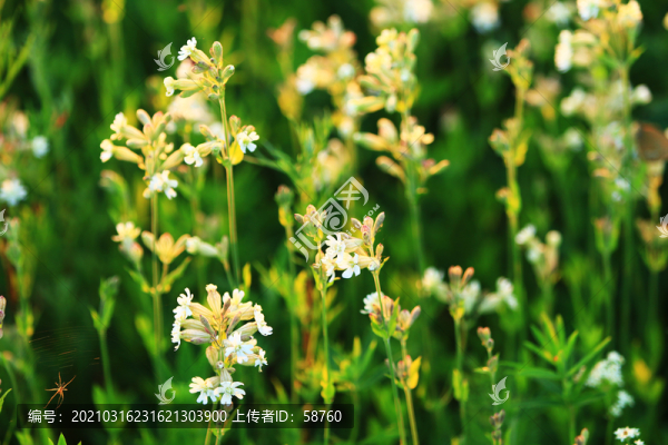 大興安嶺野生花卉麥瓶草