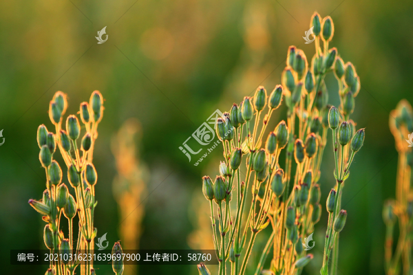 大興安嶺野生花卉麥瓶草