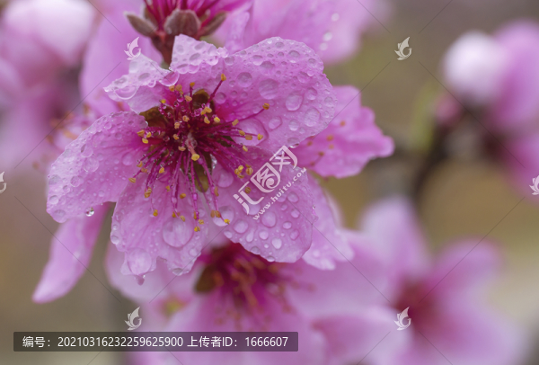 桃花特寫
