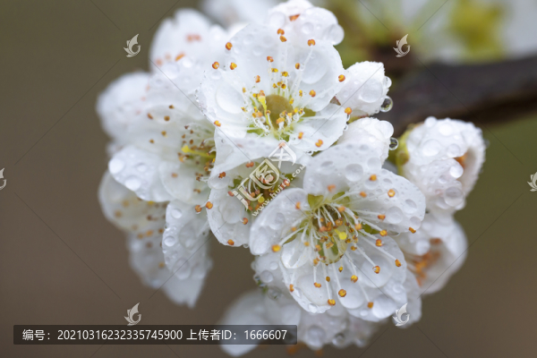 梨花