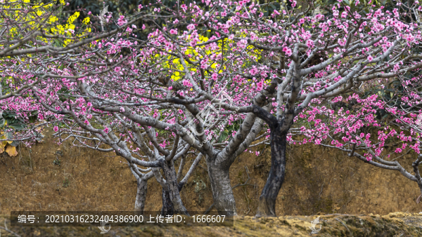 桃花園