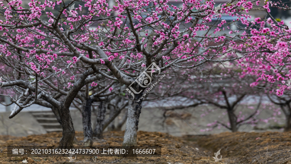 桃花園
