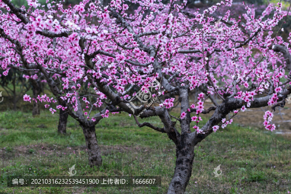 梅花裝飾畫
