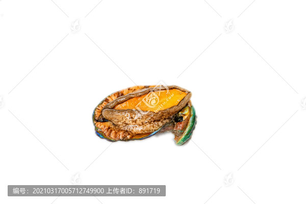 新鮮鮑魚