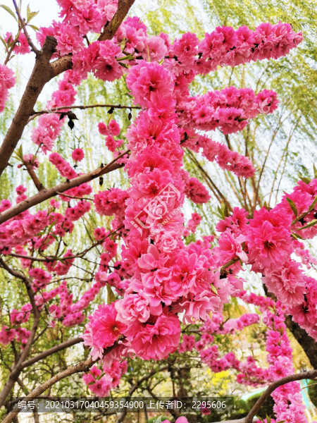 桃花