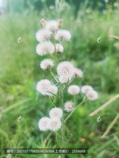 蒲公英