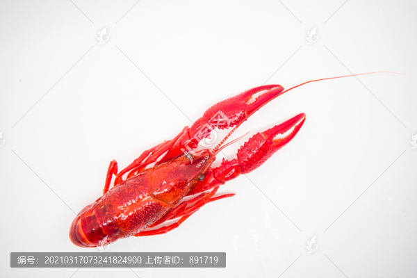 小龍蝦