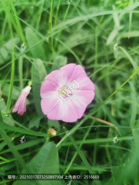 牽牛花
