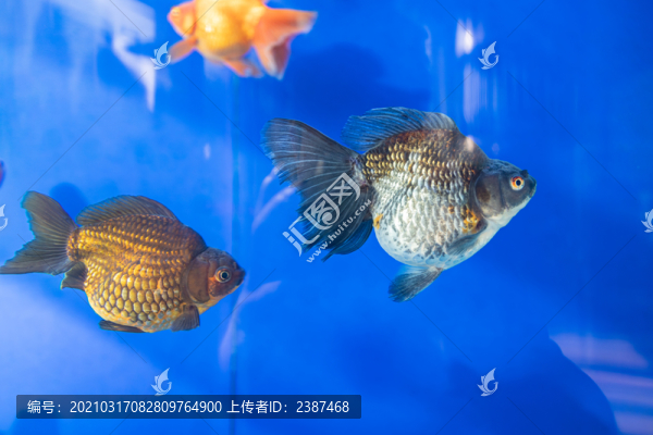 黑金魚
