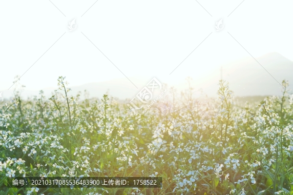 陽光油菜花