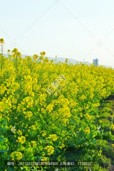 陽光油菜花