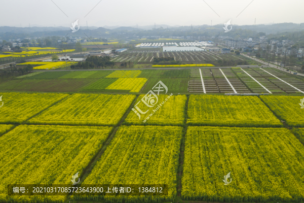 春天風(fēng)光油菜花海