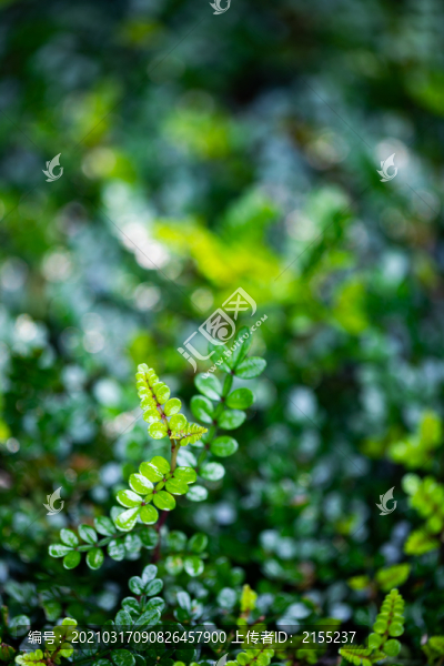 春天的氣息