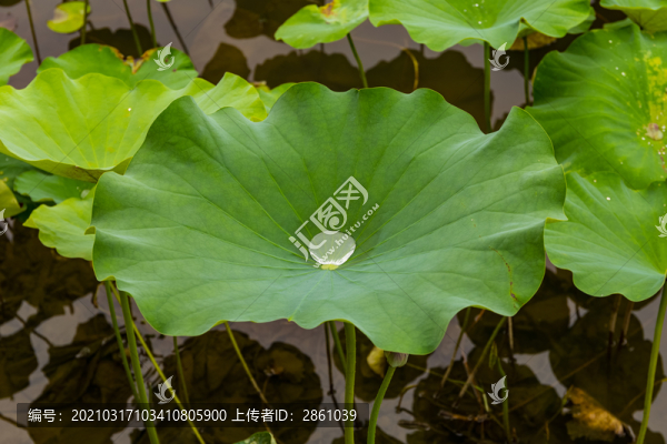 荷葉