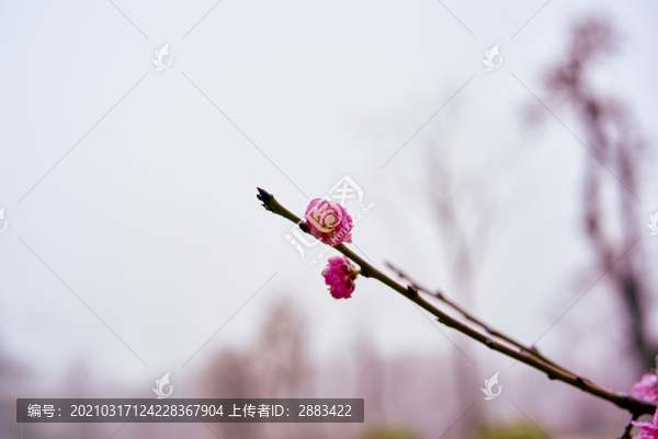 一枝獨(dú)秀的梅花