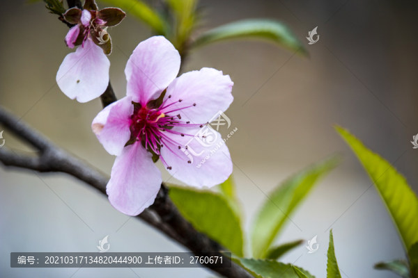 盛放的桃花