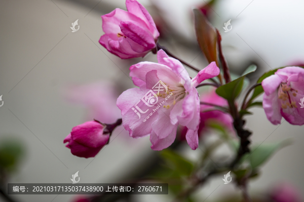 綻放的海棠花