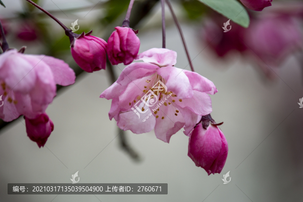 綻放的海棠花