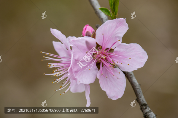 盛開(kāi)的桃花