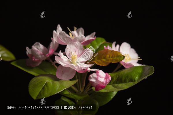 海棠花開