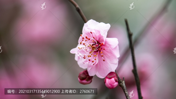 梅花