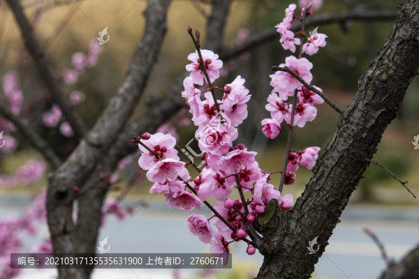 美人梅