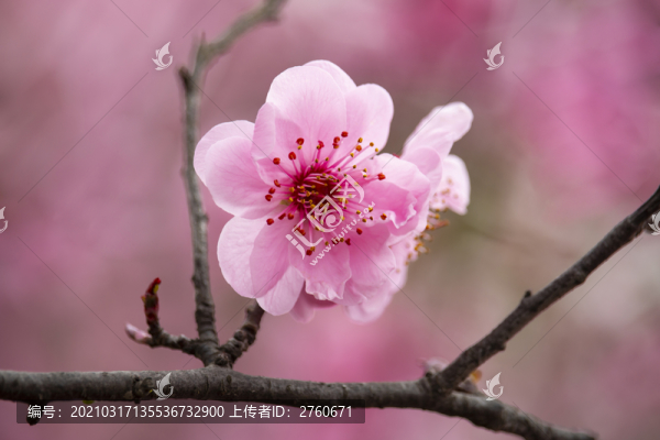 盛開的梅花