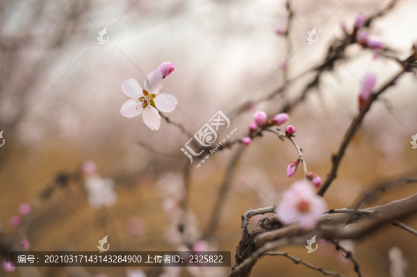 杏花