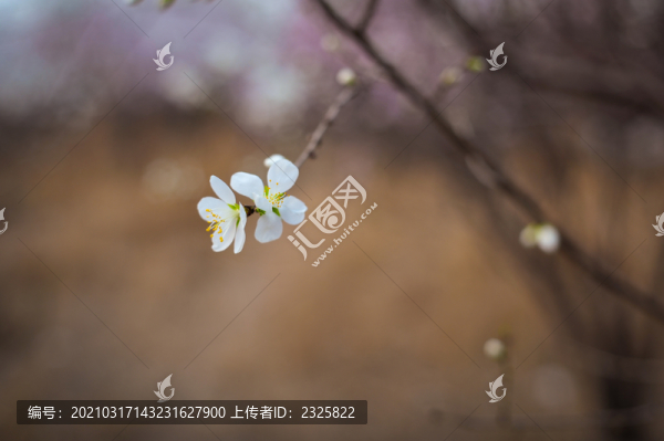 梨花