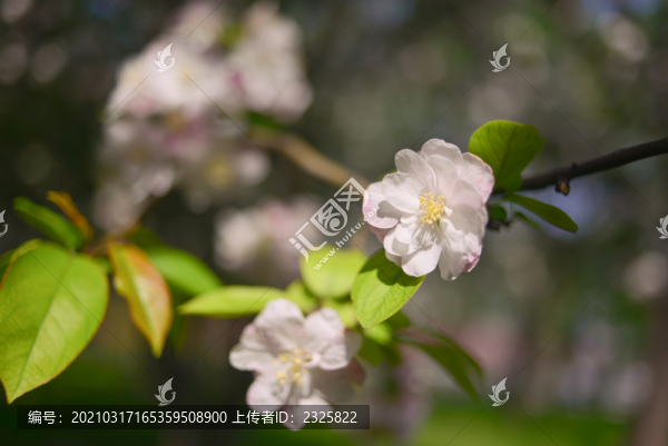 海棠花