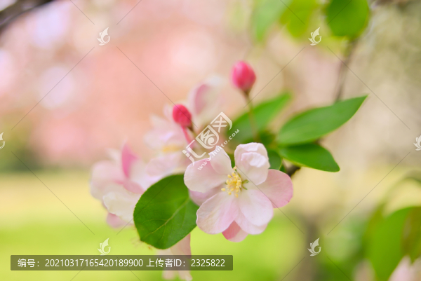 海棠花