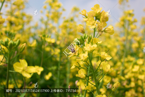 油菜花和蜜蜂